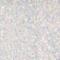 Wet n Wild Color Icon Glitter Single Senčilo z bleščicami za ženske 1,4 g
