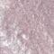 Revolution Relove Eye Light Metallic Eyeshadow Tekoče senčilo za oči  za ženske 1,9 ml